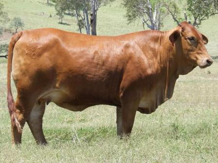 Bryvonlea Fair Lady